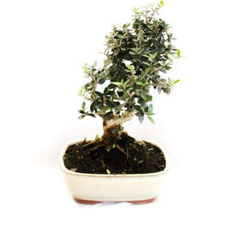 Kentis Bonsai Olea Oleaster - Bonsai Vero Oleastro - h 30-35 cm Vaso &oslash; 20 cm