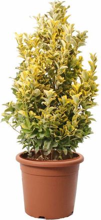 Kentis Euonymus Japonicus Aurea - Evonimo Giapponese - Piante da Esterno - h 100-125 cm Vaso &oslash; 30 cm