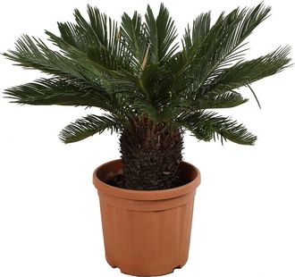 Kentis Kentis - Cycas Revoluta Palma Nana - Piante da Esterno Resistenti - h 100-125 cm Vaso da Coltura &oslash; 30 cm