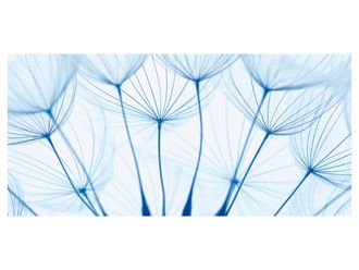 Schubiger M&ouml;bel Digitaldruck auf Acrylglas Pusteblumen in Blau