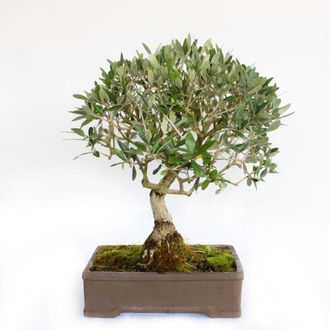 Kentis Bonsai Olea Europaea - Bonsai Ulivo - H 55-65 Cm Vaso &Oslash; 35 Cm
