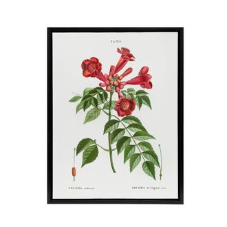 Artery8 Trumpet Vine Flowers Redoute Vintage Black Framed Canvas Wall Art in White | Size: W24 x H32