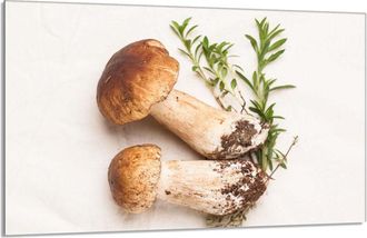 OEM Placa Protectora De Vidrio Para Estufa 80x52 Setas