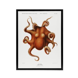 Artery8 Octopus Vintage Illustration Carl Chun Framed Canvas Wall Art Print in White | Size: W24 x H32