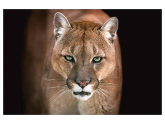 Schubiger M&ouml;bel Digitaldruck auf Acrylglas Puma