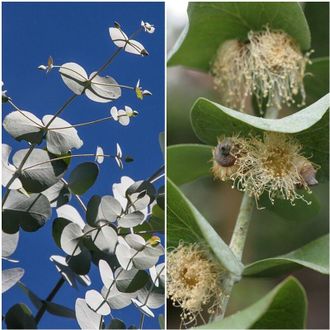 OEM Semillas De Eucalyptus Cinerea. Eucalipto Manzano Argyle. 10 Gramos