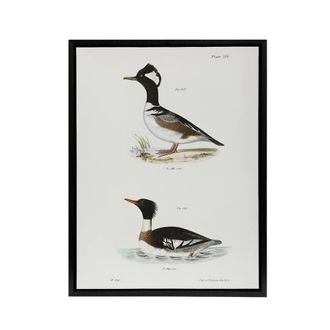 Artery8 James De Kay Hooded & Red Breasted Sheldrake Framed Canvas Art Print in White | Size: W24 x H32