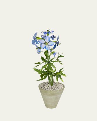 Tommy Mitchell Delphinium July Birth Flower in White Terracotta Pot