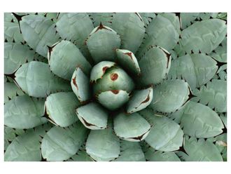 Schubiger M&ouml;bel Digitaldruck auf Acrylglas Agave