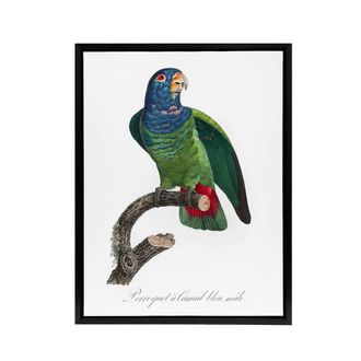 Artery8 The Blue Headed Parrot Francois Levaillant Framed Canvas Wall Art in White | Size: W24 x H32