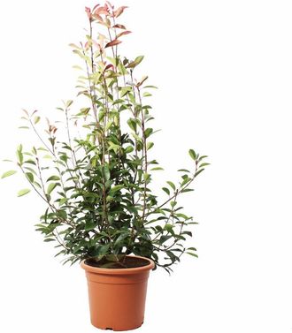 Kentis Photinia &times; Fraseri Red Robin - Piante Vere da Siepe - H 150-175 cm Vaso &Oslash; 30 cm