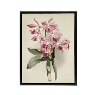 Artery8 Frederick Sander Cattleya Elegans Orchid Flowers Framed Canvas Art in White | Size: W24 x H32