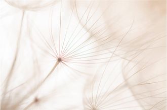 Schubiger M&ouml;bel Digitaldruck auf Acrylglas Pusteblume 2