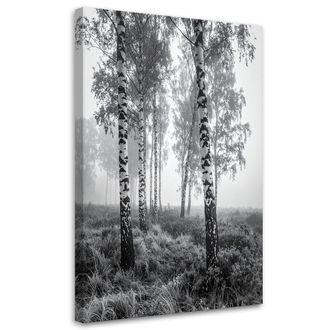 Feeby Cuadro Sobre Lienzo, Bosque De Abedules Niebla Paisaje En Blanco Y Negro, 70x100