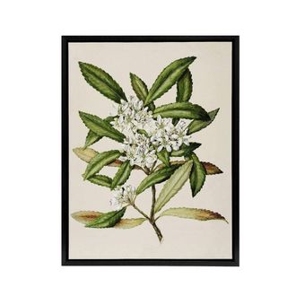 Artery8 New Zealand Tawari Plant Flowers Featon Framed Canvas Wall Art Print in Beige | Size: W24 x H32