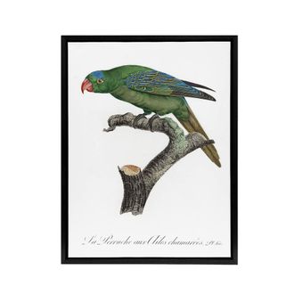 Artery8 The Blue Naped Parrot Francois Levaillant Framed Canvas Wall Art Print in White | Size: W24 x H32
