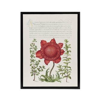 Artery8 Poppy Anemone & Myrtle Calligraphy Framed Canvas Wall Art Print in White | Size: W24 x H32