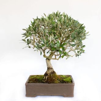 Kentis Bonsai Olea Europaea - Bonsai Ulivo - H 55-65 cm Vaso &Oslash; 35 cm