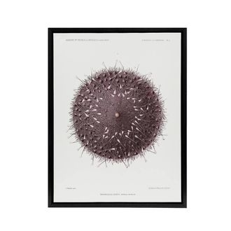 Artery8 Sea Urchin Marine Life Illustration Albert I Framed Canvas Wall Art in White | Size: W24 x H32