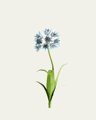 Tommy Mitchell Original Painted Agapanthus Study