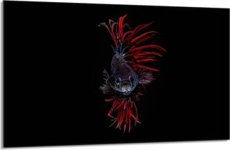 OEM Placa Protectora De Vidrio Para Estufa 80x52 Pescado