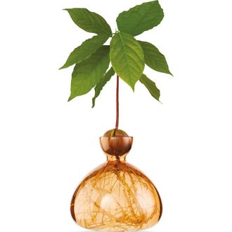 Ilex Studio Glass Avocado Vase in Apricot at Nordstrom