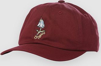 Stance Standard Adjustable Cap rot