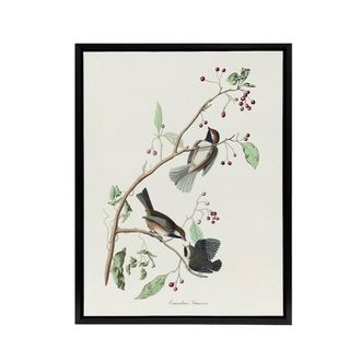 Artery8 Canadian Titmouse Bird Audubon Nature Black Framed Canvas Wall Art in White | Size: W24 x H32