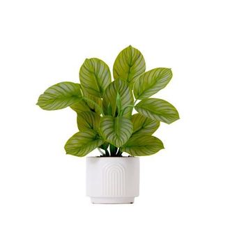 Nearly Natural 12-in Artificial Calathea Plant with Decorative Planter in Green at Nordstrom