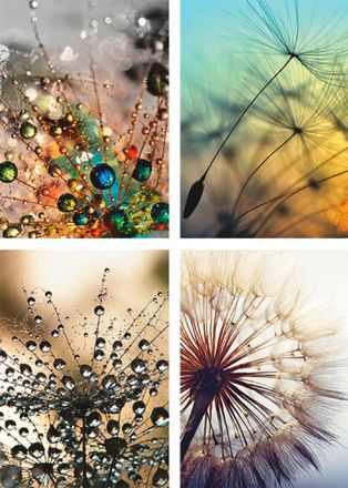 Artland Poster »Pusteblume,Nahaufnahme Löwenzahn« 4 Stk. tlg. Poster, Wandbild, Bild, Wandposter