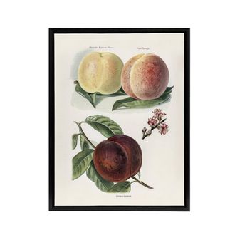 Artery8 Vintage Illustration of Peach Varieties Wright Framed Canvas Wall Art in White | Size: W24 x H32