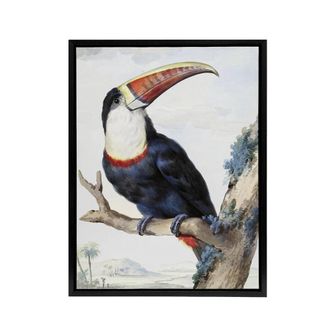 Artery8 Red Billed Toucan Bird Painting Schouman Framed Canvas Wall Art Print in White | Size: W24 x H32