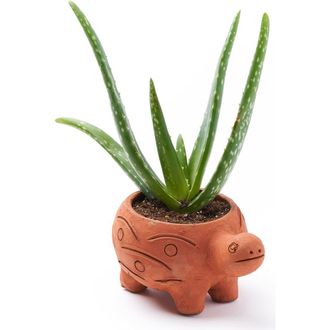 Matr Boomie Rakshana Plant Pot in Turtle at Nordstrom