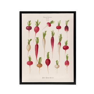 Artery8 Radishes from Album Benary Ernst Benary Framed Canvas Wall Art Print in White | Size: W24 x H32