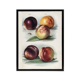Artery8 Vintage Fruit Illustration Peach Varieties Wright Framed Canvas Art in White | Size: W24 x H32