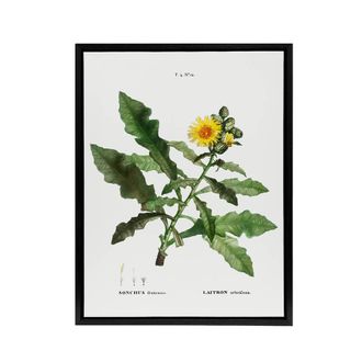 Artery8 Sow Thistle Flower Bloom Redoute Vintage Black Framed Canvas Wall Art in White | Size: W24 x H32