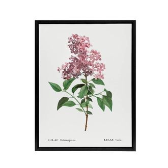 Artery8 Chinese Lilac Floral Redoute Vintage Black Framed Canvas Wall Art in White | Size: W24 x H32