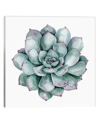 iCanvas Icanvas Succulent Swatches Ii Canvas Art Print