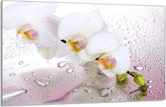 OEM Placa Protectora De Vidrio Para La Estufa 80x52 Orchidea