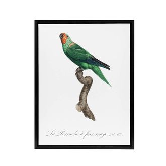 Artery8 The Red Faced Parrot Francois Levaillant Framed Canvas Wall Art Print in White | Size: W24 x H32