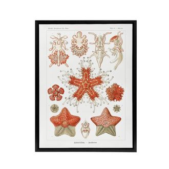 Artery8 Asteroidea Starfish Sea ocean Haeckel Botanical Framed Canvas Wall Art in White | Size: W24 x H32
