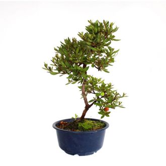 Kentis Kentis - Bonsai Azalea Satsuky - Bonsai Giapponese Azalea - h 30-35 cm Vaso &oslash; 15,5 cm
