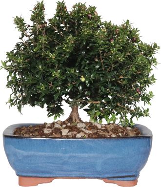 Kentis Kentis - Bonsai Mirto - Bonsai Myrtus Communis - H 23-30 Cm Vaso &Oslash; 21