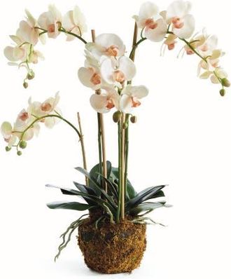 Napa Home & Garden Phalaenopsis Orchid Artificial Plant Drop-In in Pink at Nordstrom