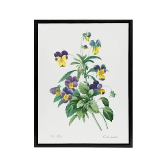 Artery8 Wild Pansy Flower Illustration Redoute Vintage Framed Canvas Wall Art in White | Size: W24 x H32