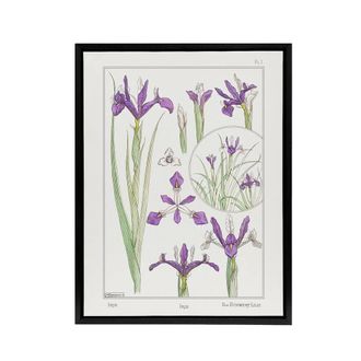 Artery8 Purple Iris Flower Framed Canvas Wall Art Print Vintage Floral Verneuil in White | Size: W24 x H32