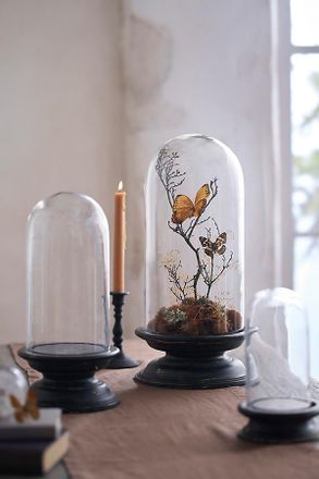 Terrain Glass Cloche with Distressed Wood Pedestal Base