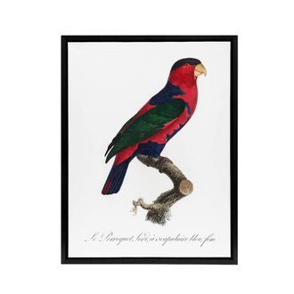 Artery8 The Black Capped Lory Parrot Levaillant Framed Canvas Wall Art Print in White | Size: W24 x H32