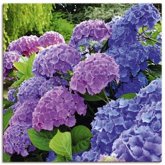 Artland Wandbild »Hortensien im Garten« 1 Stk. tlg. als Alubild, Outdoorbild, Leinwandbild, Poster, Wandaufkleber