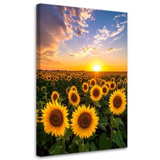 Feeby Cuadro Sobre Lienzo, Campo De Girasoles, Atardecer, 80x120